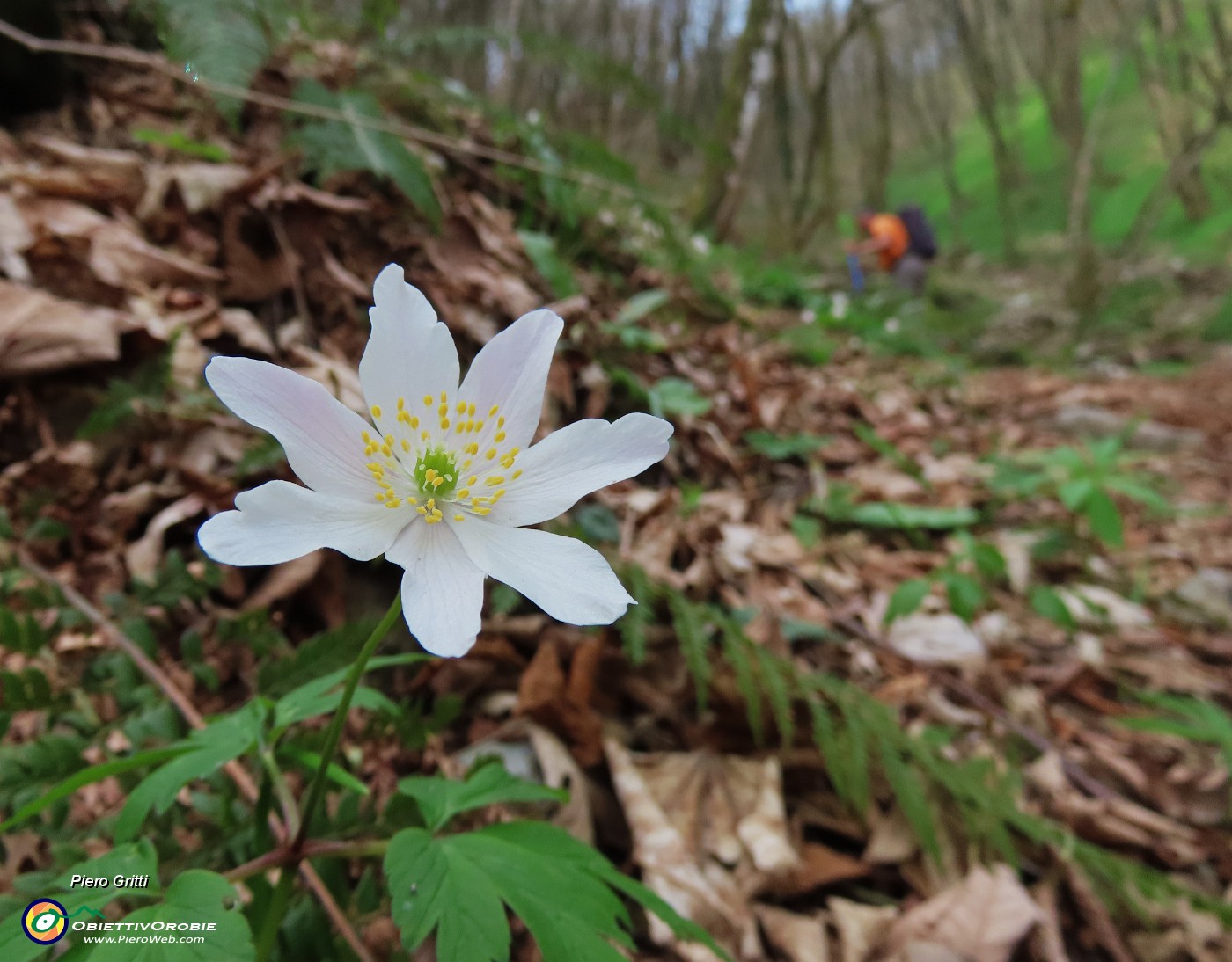 20 Anemoides nemorosa - Anemone dei boschi.JPG
